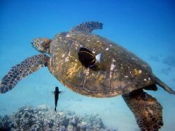 Hawaiian Sea Turtle. Maui, Hawaii. by Lisa Lappe 